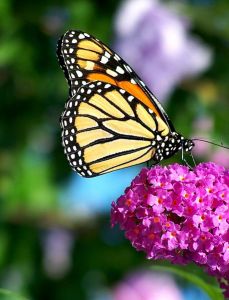 Monarch butterfly on buddleia flowers. Photo by Lynn M Kimmerle via wikipedia